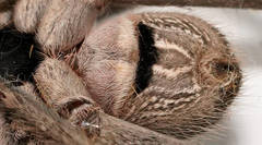 Isopedella saundersi