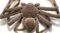 Isopedella saundersi