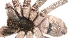 Isopedella saundersi