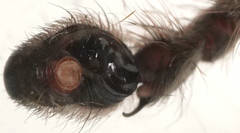 Isopedella saundersi