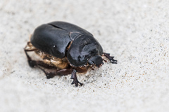 Large Sand Scarab (Pericoptus truncatus) · iNaturalist