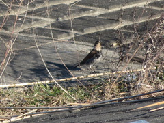 Turdus eunomus