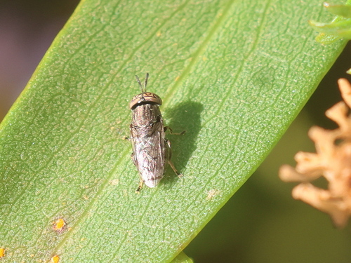 Unknown species found near Hampton Beach, Hampton, NH, USA