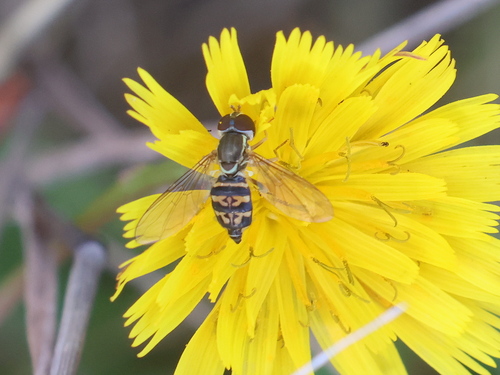 Unknown species found near Hampton Beach, Hampton, NH, USA