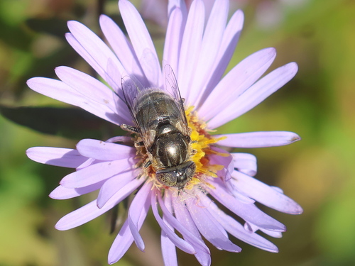 Unknown species found near Hampton Beach, Hampton, NH, USA