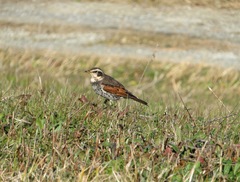 Turdus eunomus