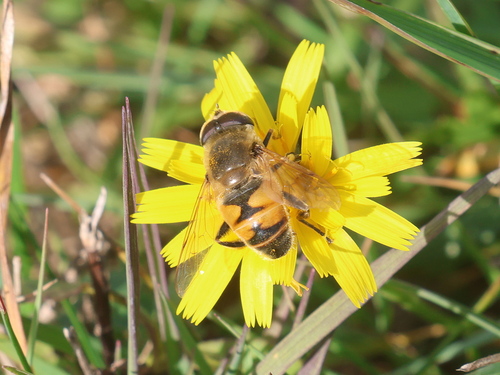 Unknown species found near Hampton Beach, Hampton, NH, USA