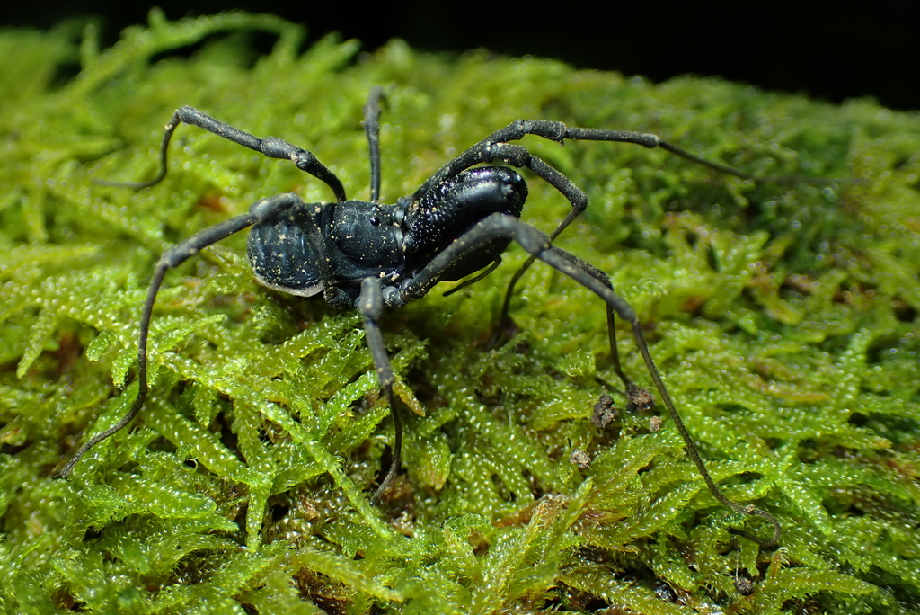 Ischyropsalis hellwigii lucantei