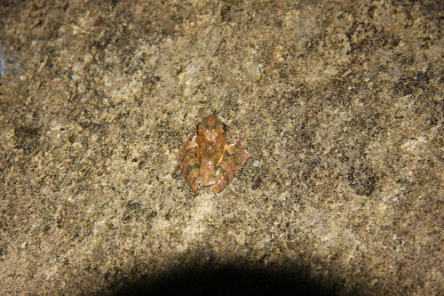 Ryukyu Kajika Frog, Buergeria japonica