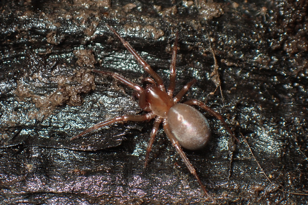 Cybaeus raymondi