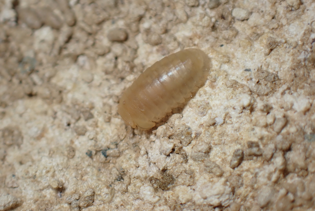 Spelaeoglomeris doderoi