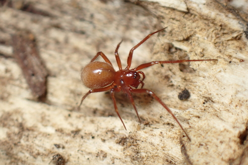 Saaristoa abnormis