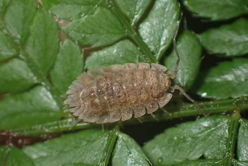 Oniscus simoni