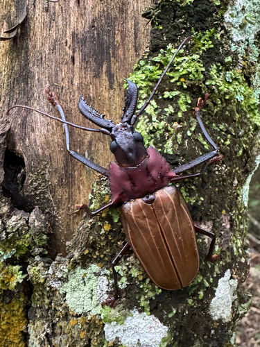 Macrodontia flavipennis