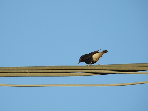 White-crowned Wheatear