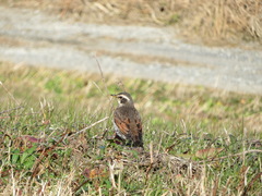 Turdus eunomus