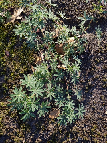 Riverbank Lupine (Lupinus rivularis)