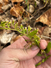 Solidago drummondii, photograph (c) Chris Stahl, some rights reserved (CC BY)