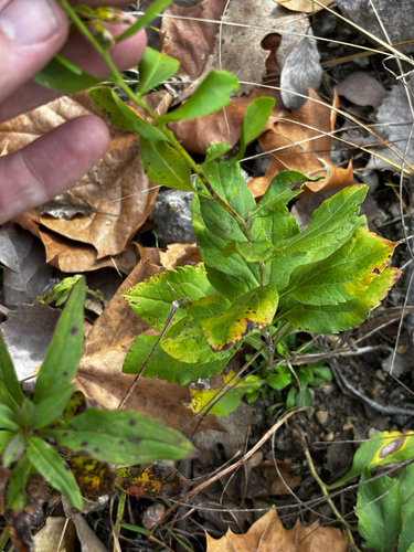 Solidago drummondii, photograph 4