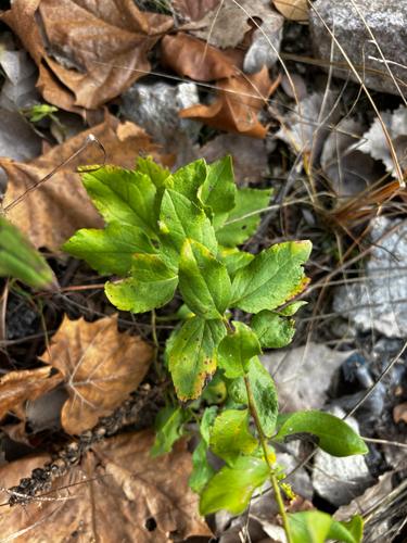 Solidago drummondii, photograph 2