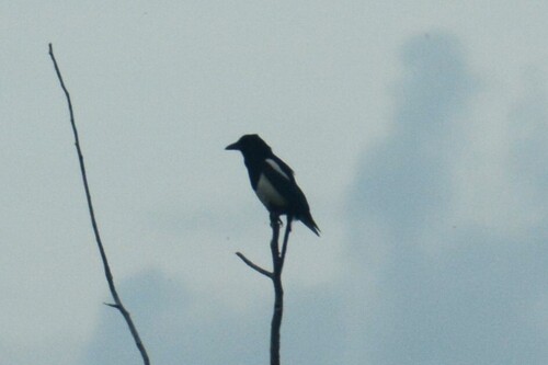 Black-billed Magpie