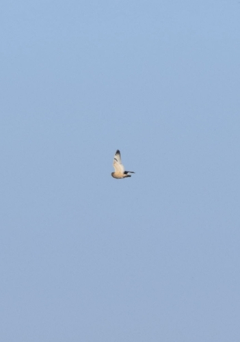 View observation of {o.common_name} on iNaturalist