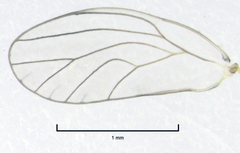 Calophya schini