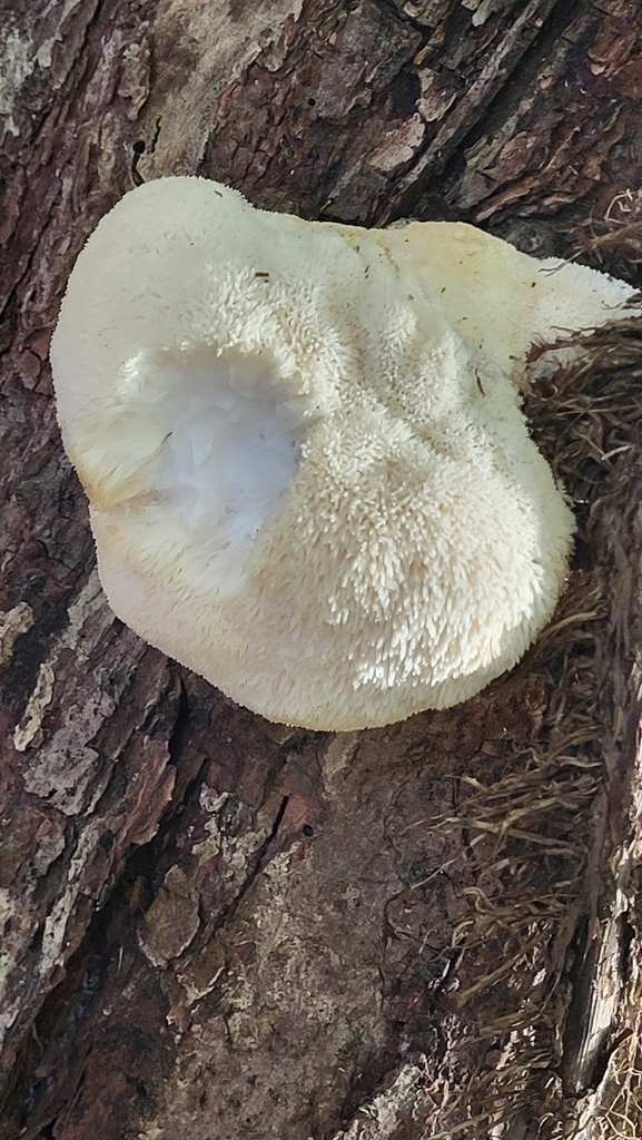 Hericium erinaceus · November 2025 · photo: © potatocthulhu (iNaturalist, cc0)