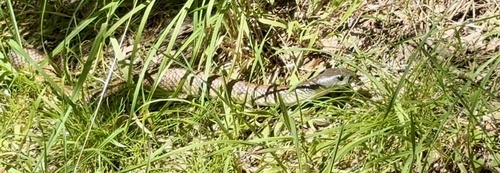 Tiger Snake sighting