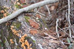 Gloeophyllaceae