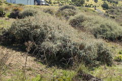 Atriplex amnicola
