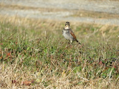Turdus eunomus