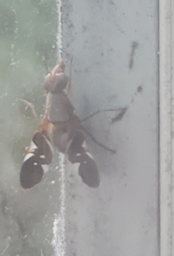 Unknown species found near Champaign County, US-IL, US