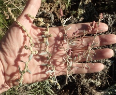 Atriplex amnicola