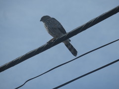 Accipiter cooperii