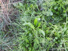 Dactylis glomerata hispanica
