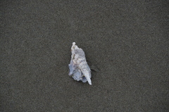 Terebridae