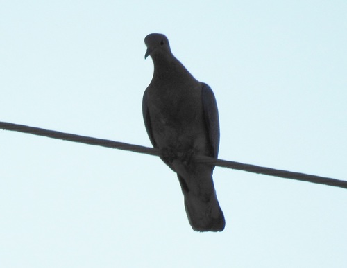 Eurasian Collared-Dove