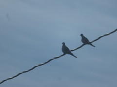 Streptopelia decaocto