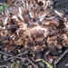 hen of the woods from Fairmount Park, Philadelphia, PA, USA on November 08, 2025 at 04:54 PM by Theresa Colecchia