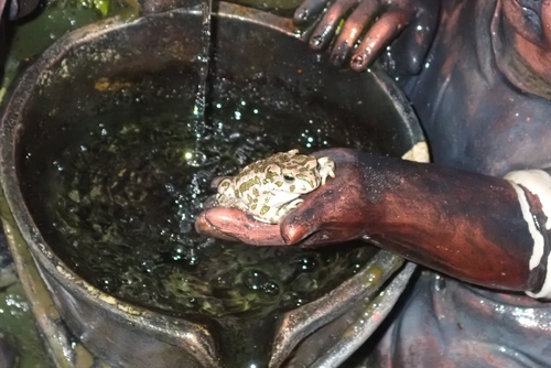 European Green Toad, Bufotes viridis
