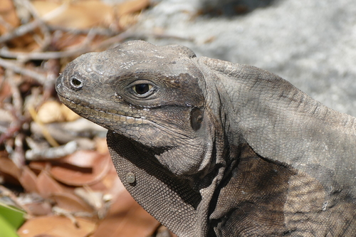 cycluraさま専用　UNEUNE Rock Iguanas (Genus Cyclura) · iNaturalist