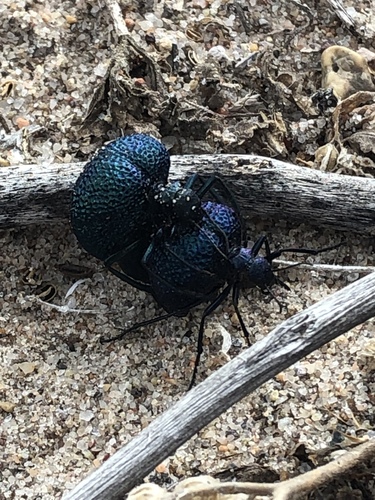 Black Bladder-bodied Meloid photo 5