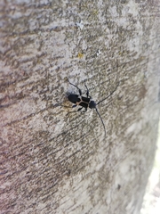 Calydon submetallicum