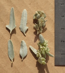 Atriplex amnicola