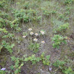 Aster alpinus vierhapperi