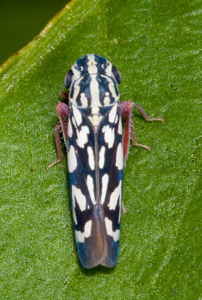 Apogonalia sanguinipes