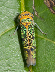 Amblyscarta invenusta