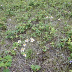 Aster alpinus vierhapperi