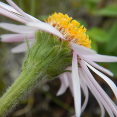 Aster alpinus vierhapperi